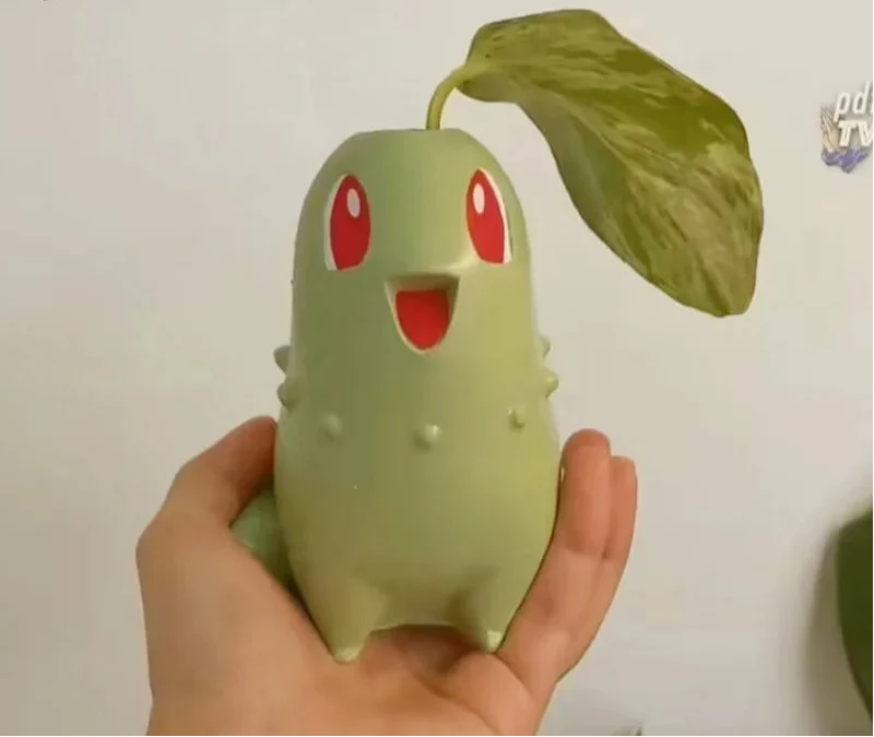 Pot de fleurs Endive Chikorita pour plante seule