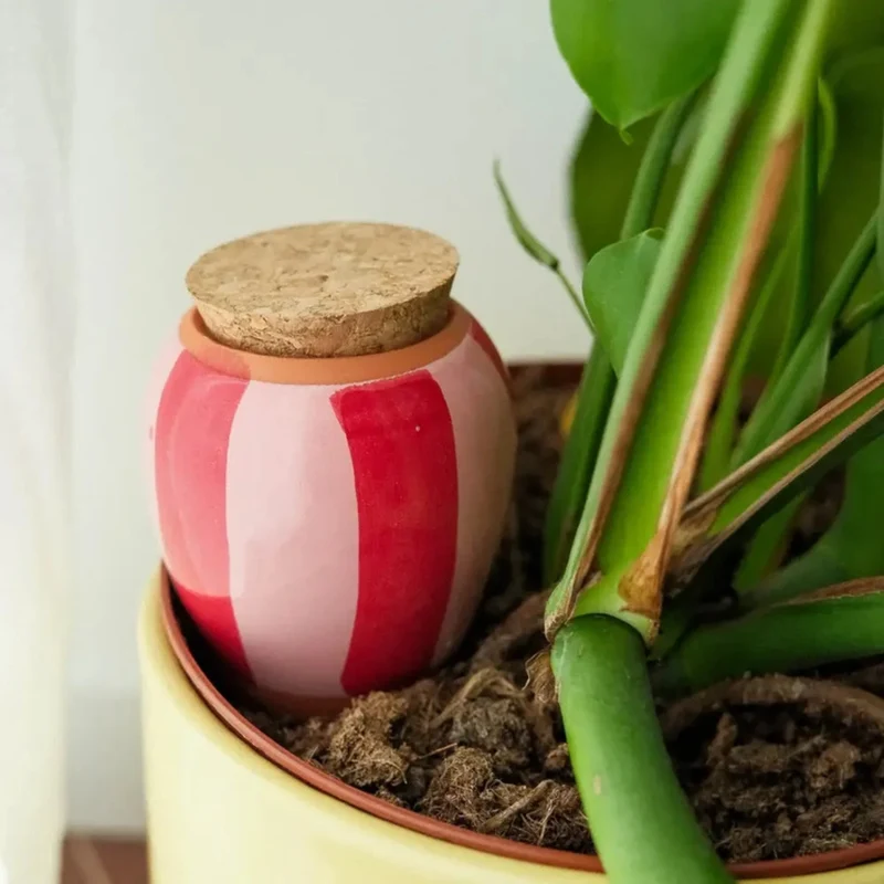 Olla, diffuseur d'eau naturel pour plantes – Arrosage autonome 🪴