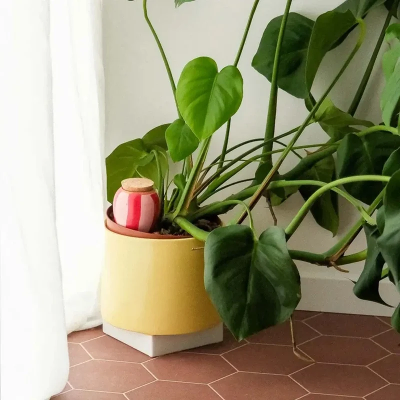 Olla, diffuseur d'eau naturel pour plantes – Arrosage autonome 🪴